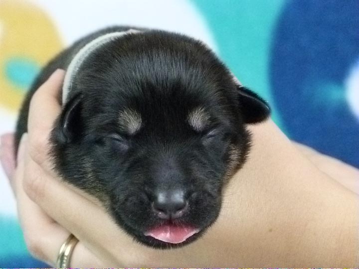 chinook puppy